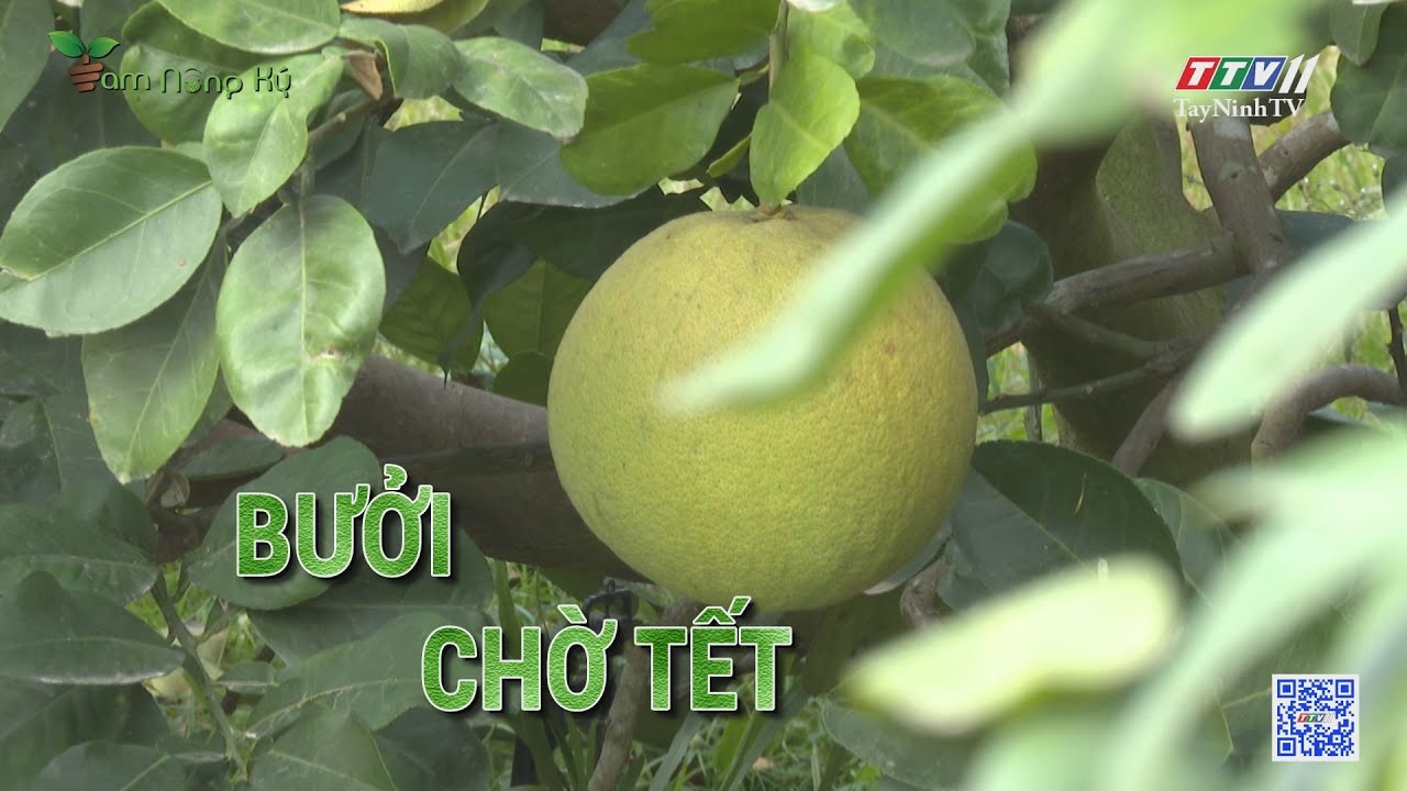 Bưởi chờ Tết | Tam nông ký | TayNinhTV